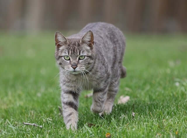반려동물 등록제와 동물보험