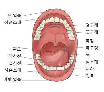구강암 증상과 원인, 조기 발견이 생명을 살린다