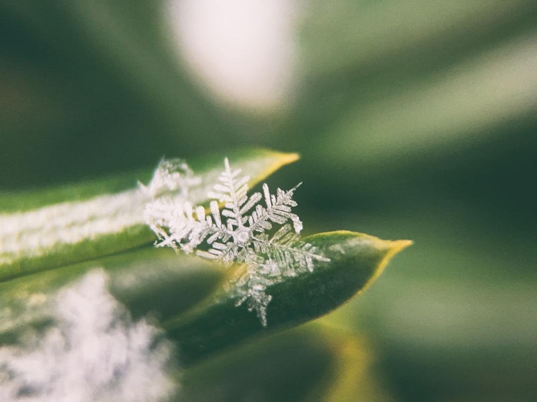 snowflake