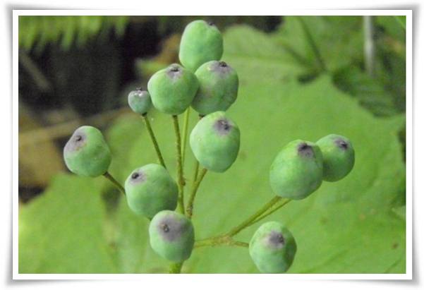 "산하엽" 비에 젖으면 투명해지는 숲 속의 보석 신기한 마법의 꽃!