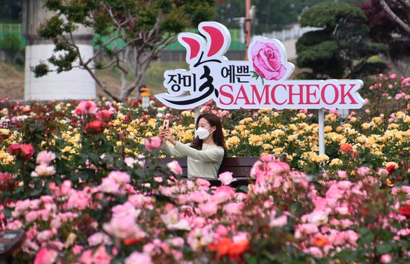 2025 삼척 장미공원 장미꽃 축제