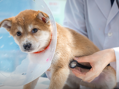 서울 반려인이라면 꼭 알아야 할 제도! &lsquo;우리동네 동물병원&rsquo;으로 최대 20만 원 지원받는 방법