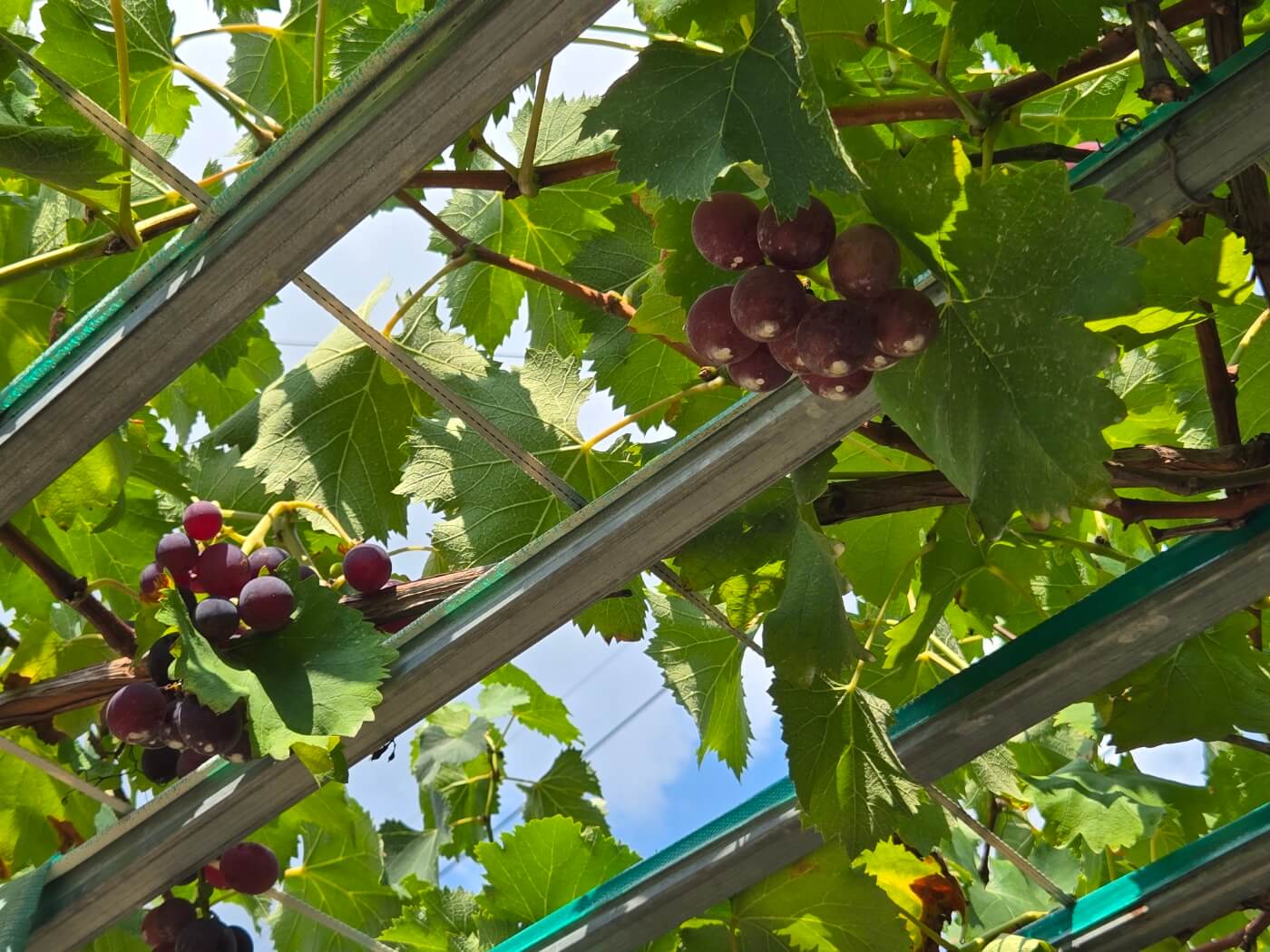 영글어가는 포도