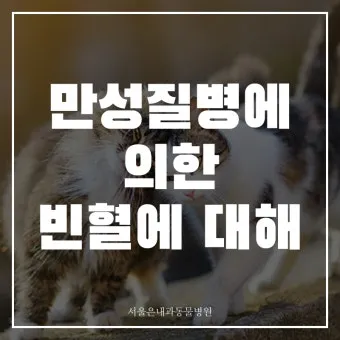 고양이 갑상선 기능 항진증 원인 증상 수치 관리법 총정리 정리자료_4