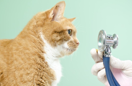 청진기와 고양이.