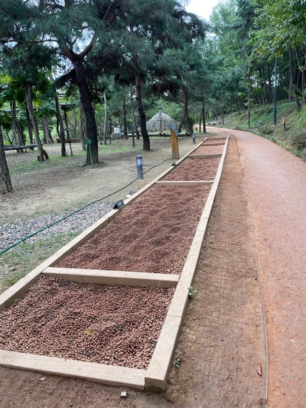 자연 속 힐링! 안동 천년숲 황토길 맨발걷기 체험 후기 관련 사진