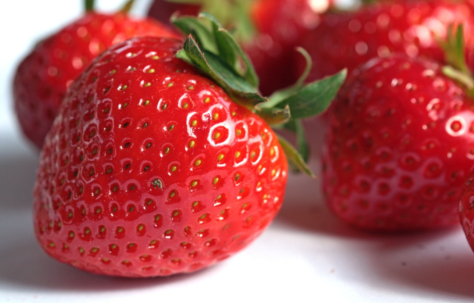 일산 딸기 체험농장 가격과 연락처 예약 방법