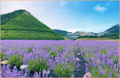 6월 가볼만한곳 동해 무릉별유천지 라벤더 축제