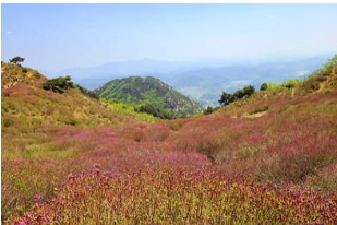 황매산 철쭉 개화상황