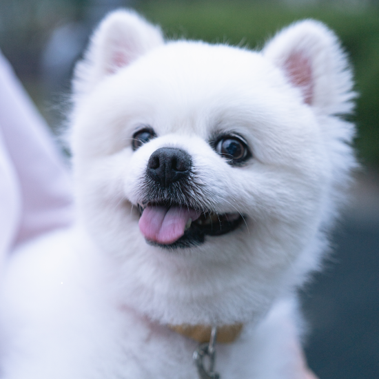 강아지-항문낭의-색깔이-말해주는-건강-상태