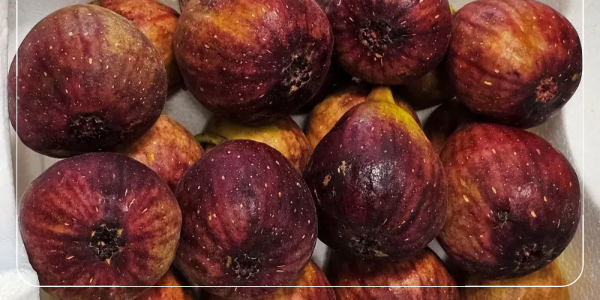 무화과의 효과와 부작용4