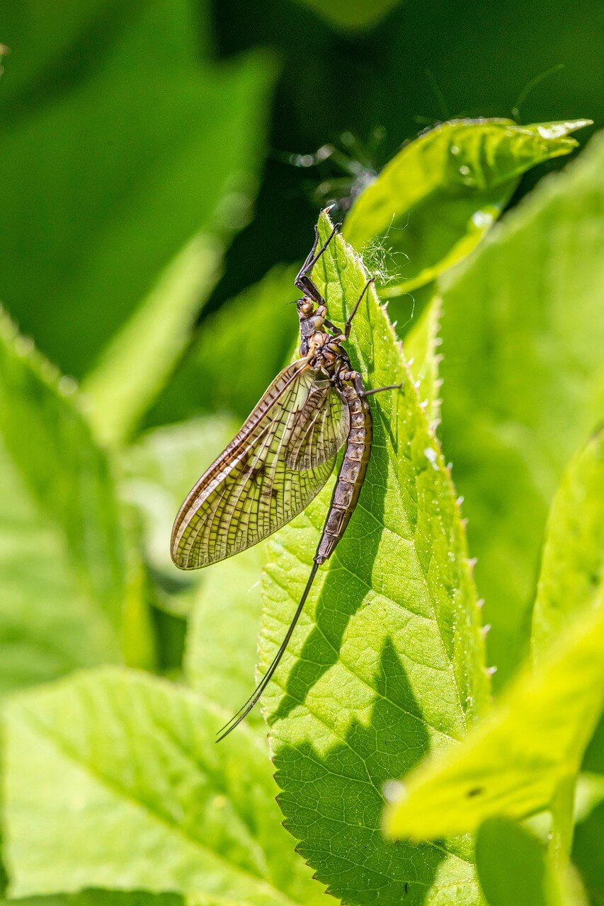 하루살이 퇴치법
