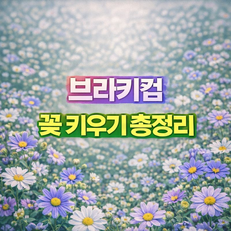 브라키컴 키우기, 꽃말·씨앗 파종시기·번식·가지치기·월동 썸네일