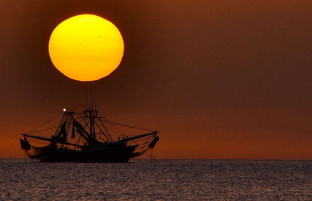 플로리다 수온 최고기록