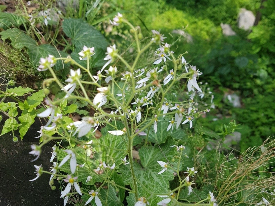 바위취의 비밀 (꽃의 구조, 생태적 특성, 꽃말과 의미와 활용)