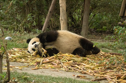 판다 꿈해몽 및 뜻풀이