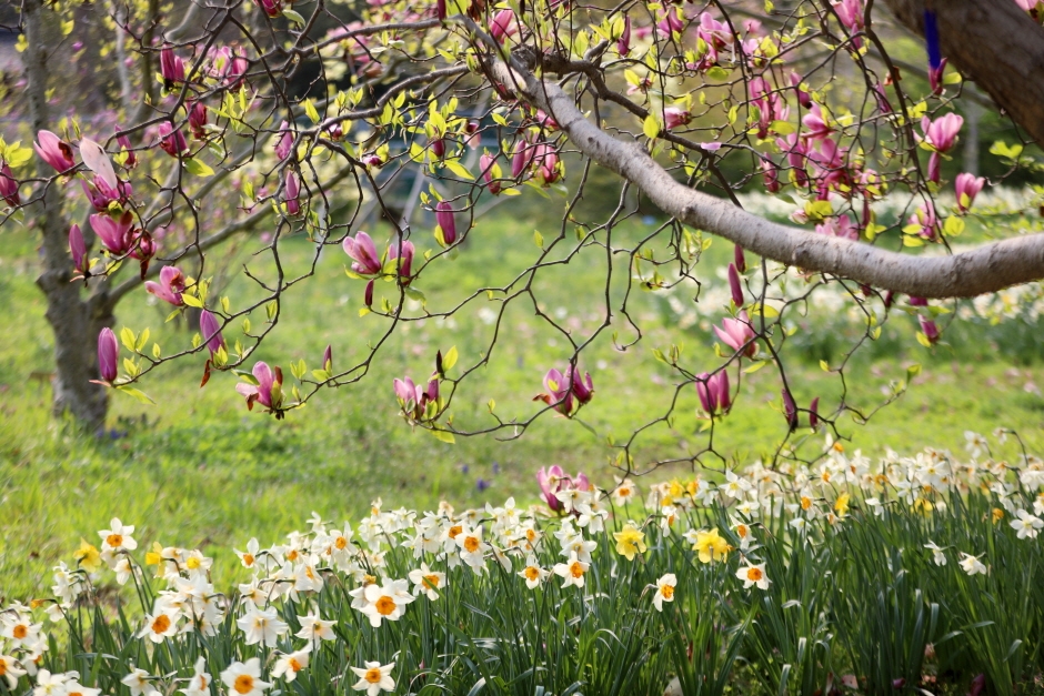 제 7회 천리포 수목원 목련 축제 특징