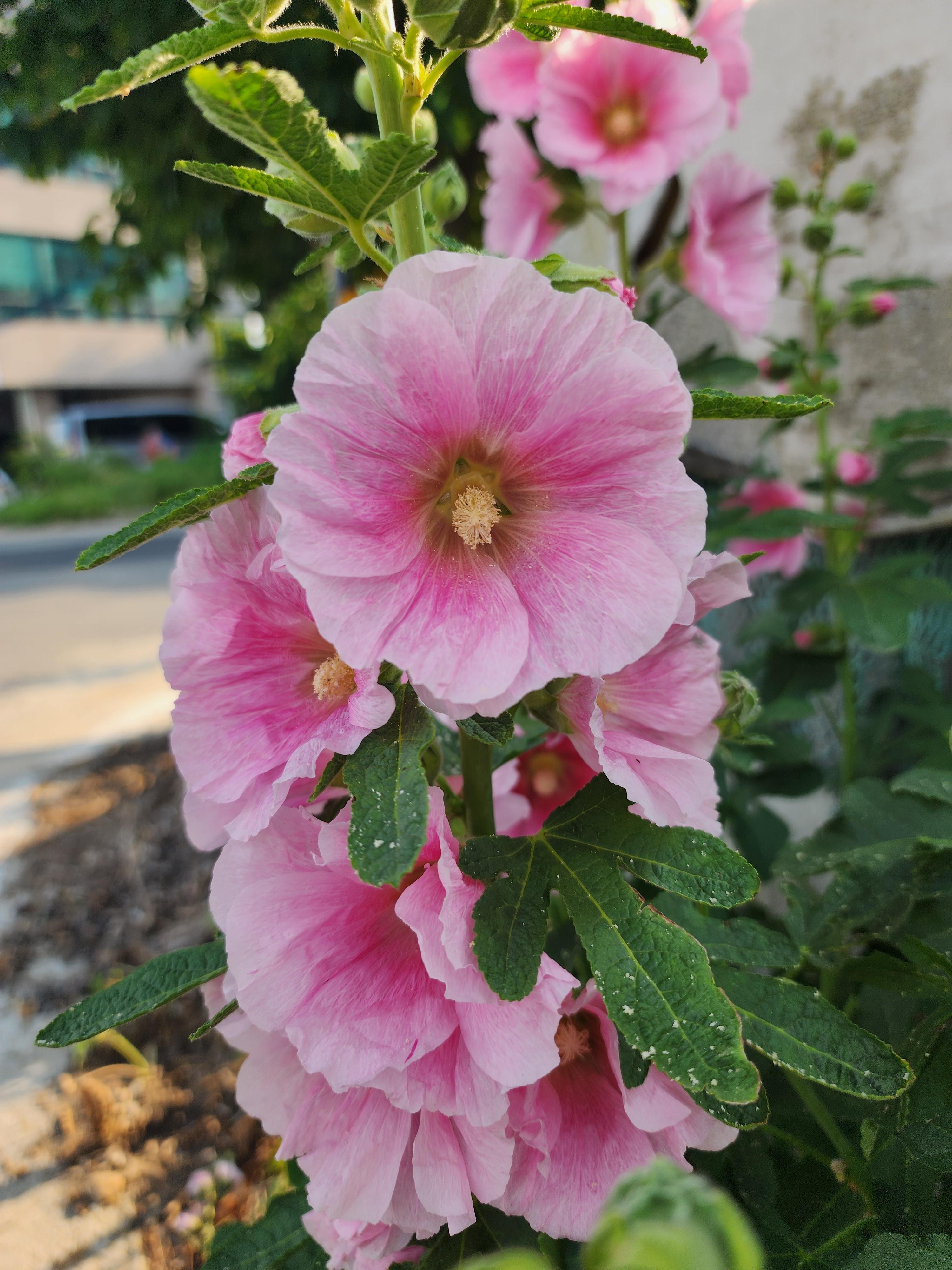 꽃말&amp;#44; 이름 유래&amp;#44; 특징&amp;#44; 파종 시기&amp;#44; 개화 시기&amp;#44; 재배 방법&amp;#44; 무궁화와 차이점