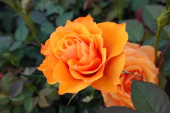 장미 삽목시기 삽목 방법 줄장미 넝쿨장미 색깔별 장미_12