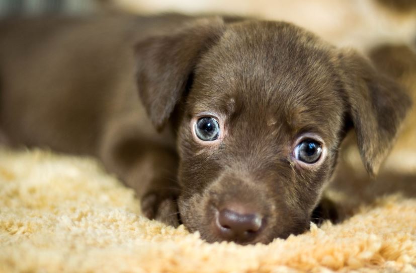 유기견 무료분양 지역별 보호센터안내(알고 분양하세요)