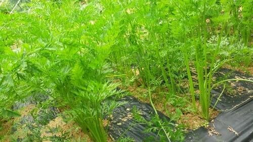 당근-독성--솎아주기-솎음수확