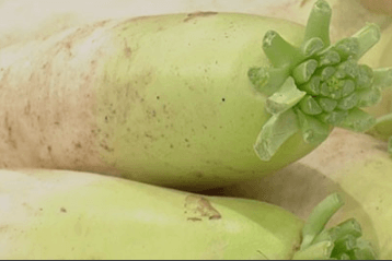 김장 담그기 좋은 배추 좋은 무 고르는방법