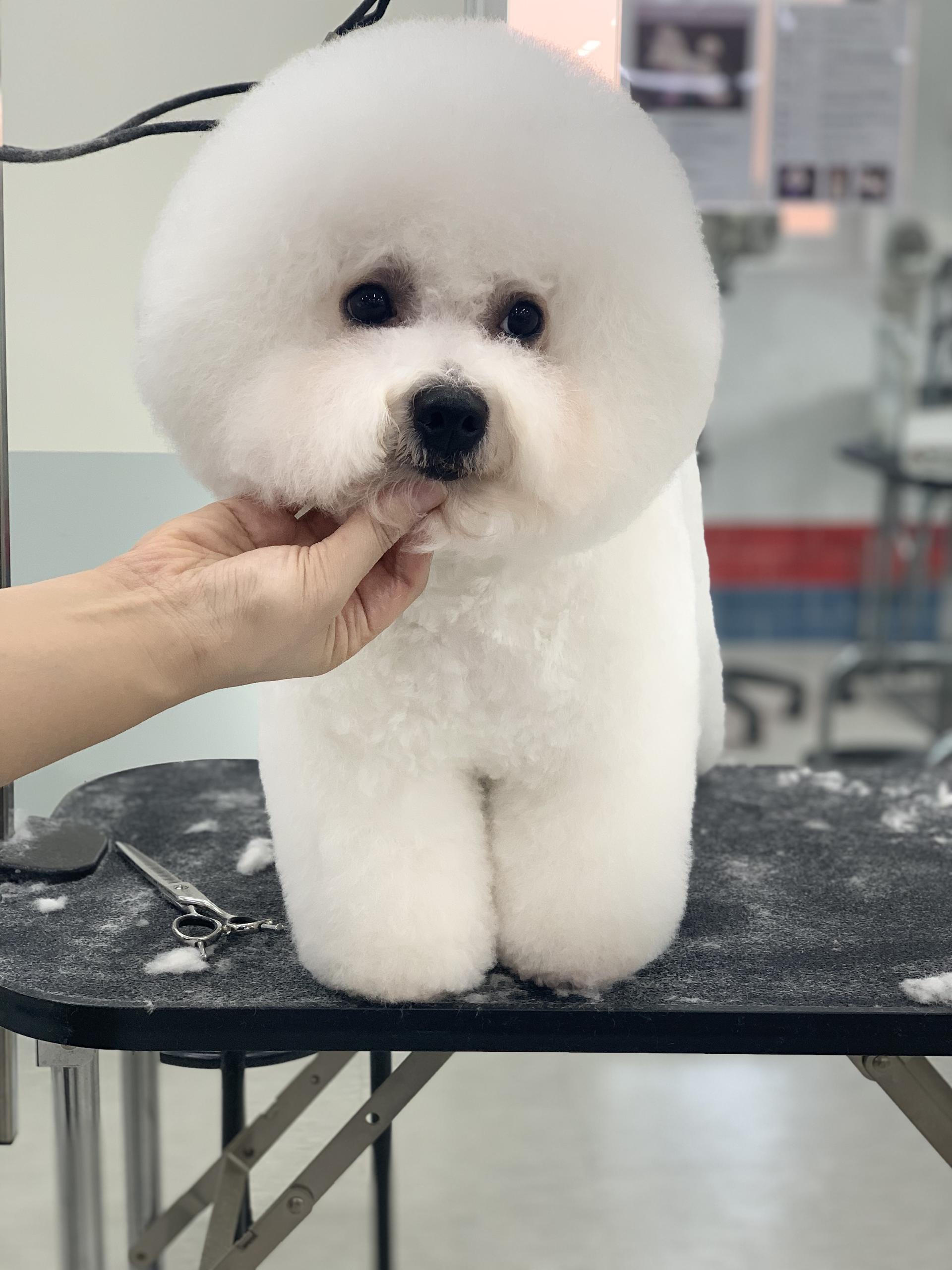 비숑 프리제10