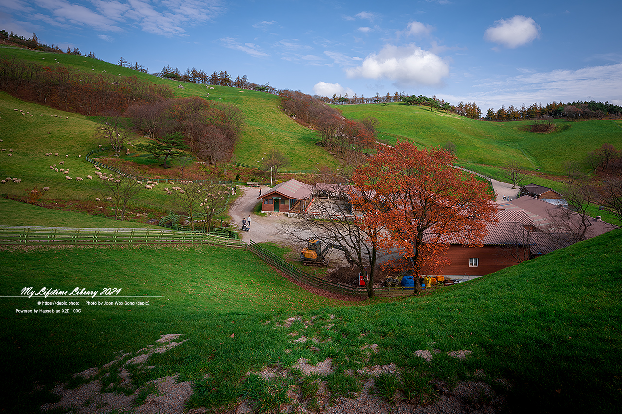 가을 평창 대관령 양떼목장 목장