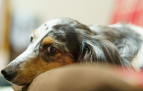 개 추간판탈출증