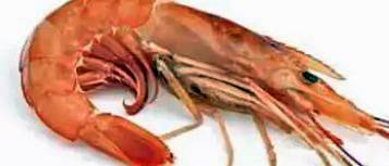 목양체질데이터