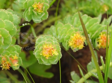 피로회복에 좋은 홍경천