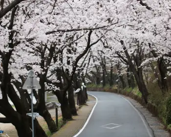 하동 십리벚꽃길_2