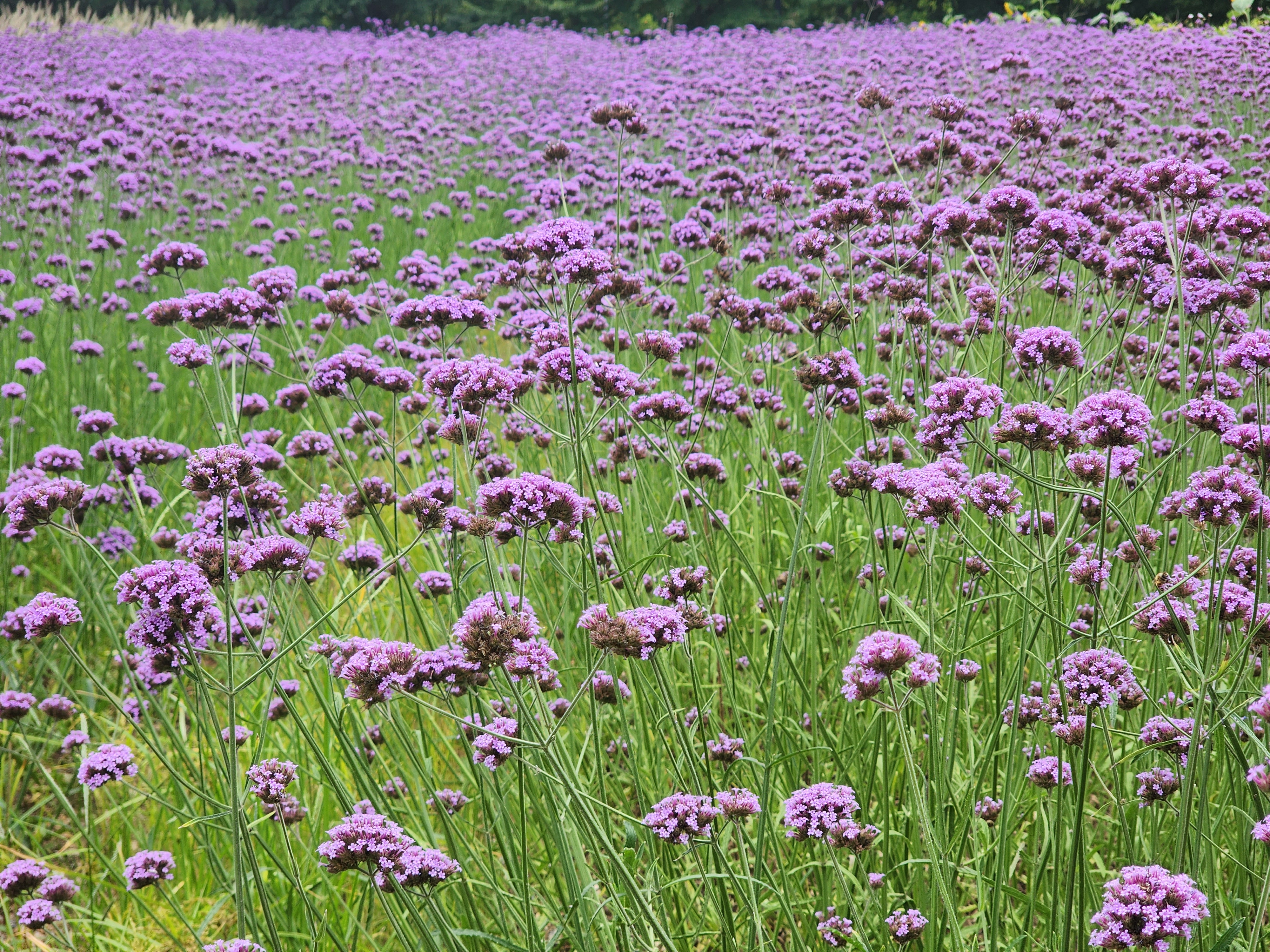 청라 연희공원 버베나 버들마편초