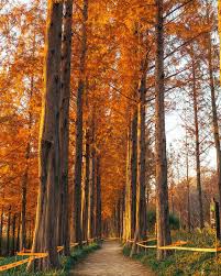 가을단풍 드라이브 코스