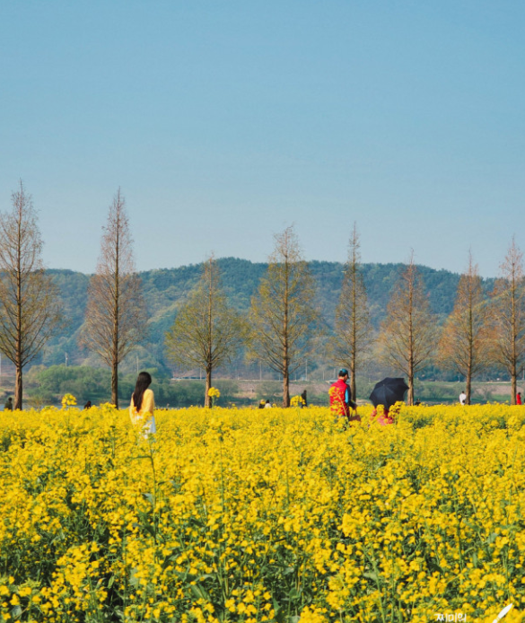 창녕 낙동강 유채축제 완벽 가이드: 대한민국 대표 봄꽃 축제