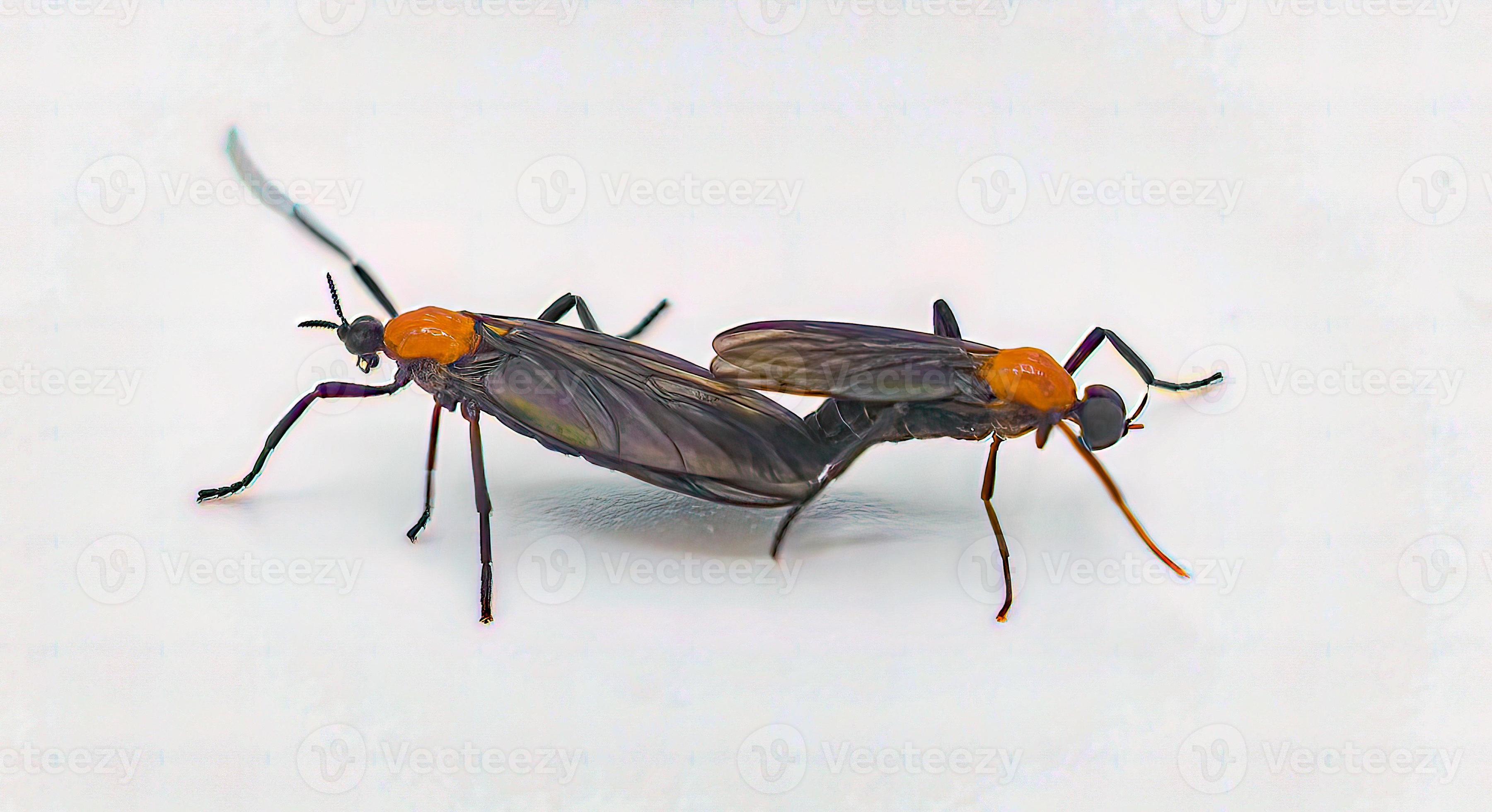 클로즈업 클리어 컷 – 흉부와 눈의 눈금, 날개와 다리가 뚜렷하게 보입니다.