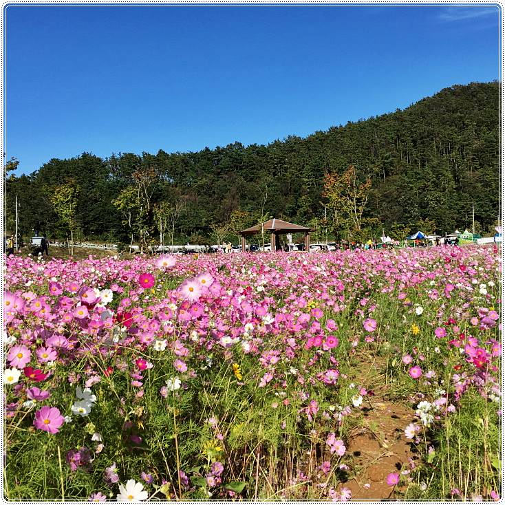 정읍구절초축제