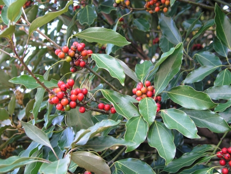 참식나무 열매2