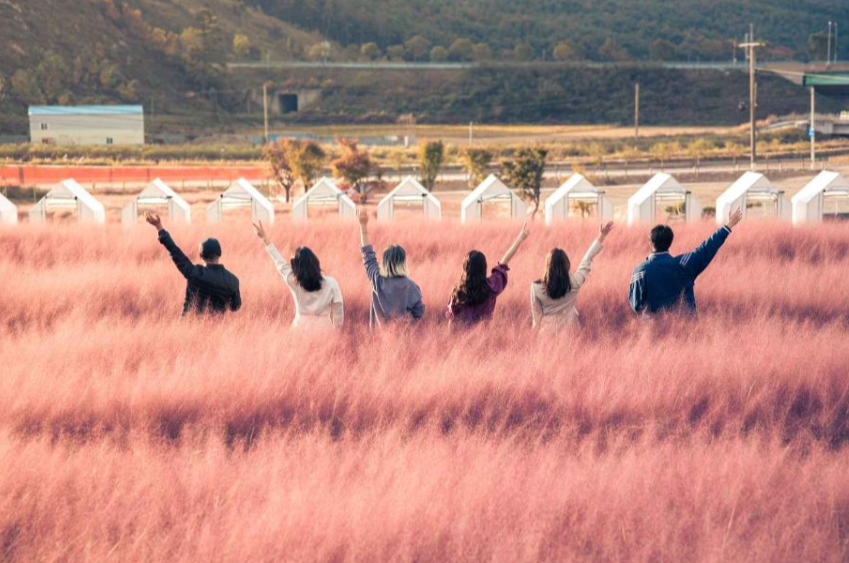 2024 고창 핑크뮬리 축제