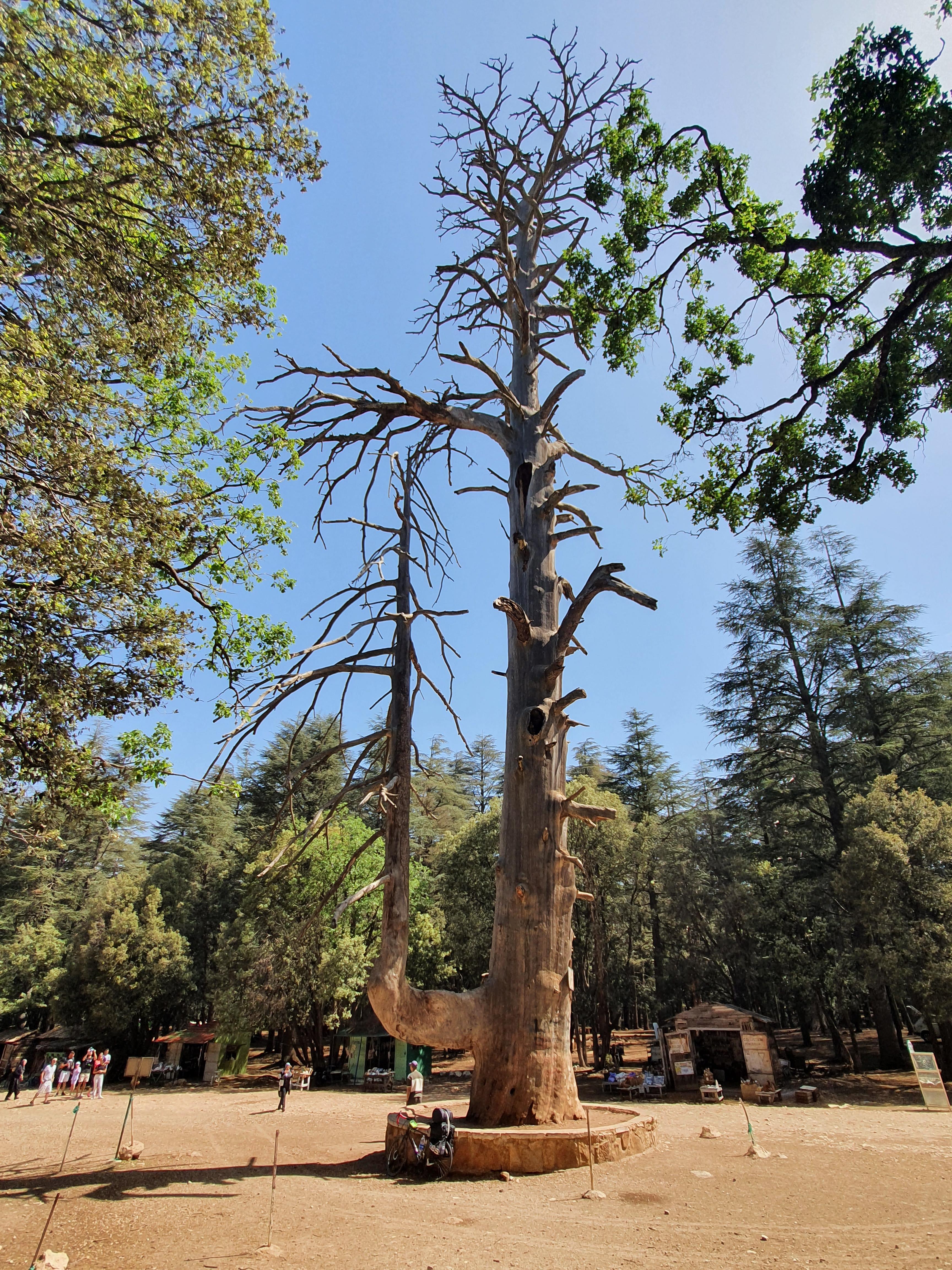 모로코 아즈루 삼나무 숲