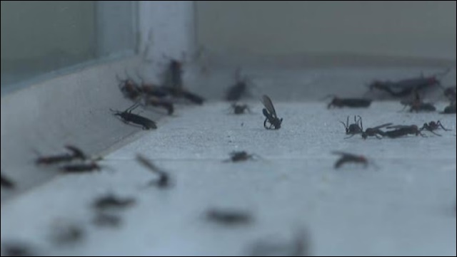 러브버그 퇴치방법 5가지 공유