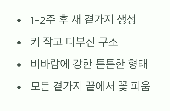 순지르기 후, 기대할 수 있는 놀라운 변화