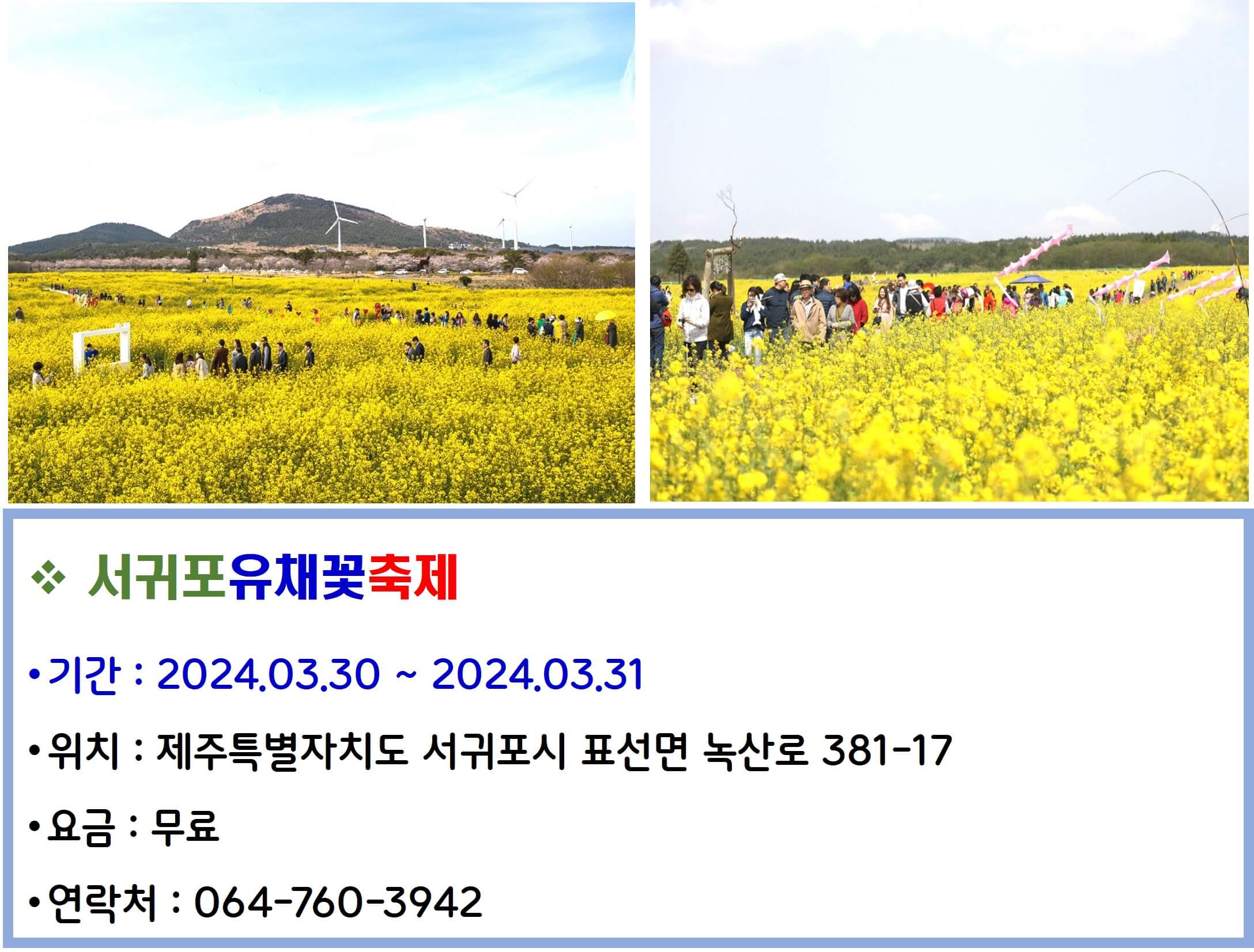 서귀포유채꽃축제