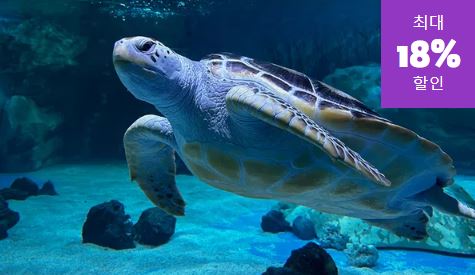 설 연휴 서울 가볼만한 곳 - 코엑스 아쿠아리움