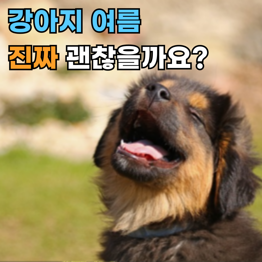 여름·장마철 대형견 돌봄법, 놓치기 쉬운 7가지 체크리스트