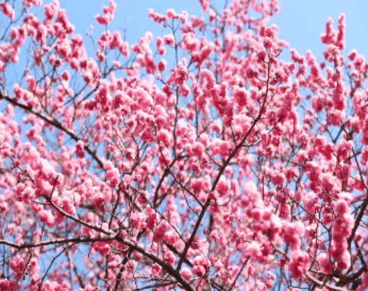 2024 양산 원동 순매원 매화축제 기간 및 장소 기차 셔틀버스 알아보기