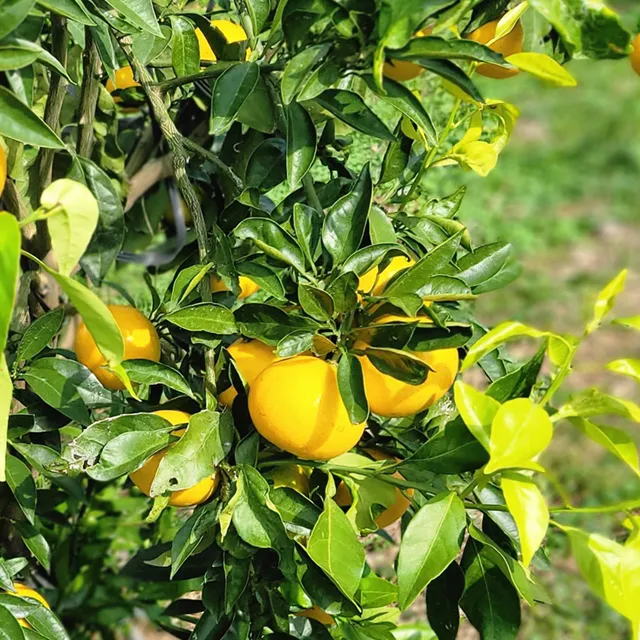 황금향 재배 개화기 관리 수분 수정 과실 비대_2