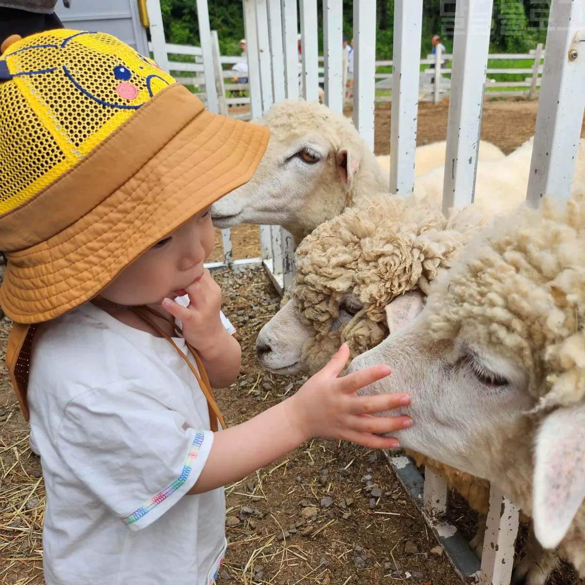 가평-양떼목장-양-만지기