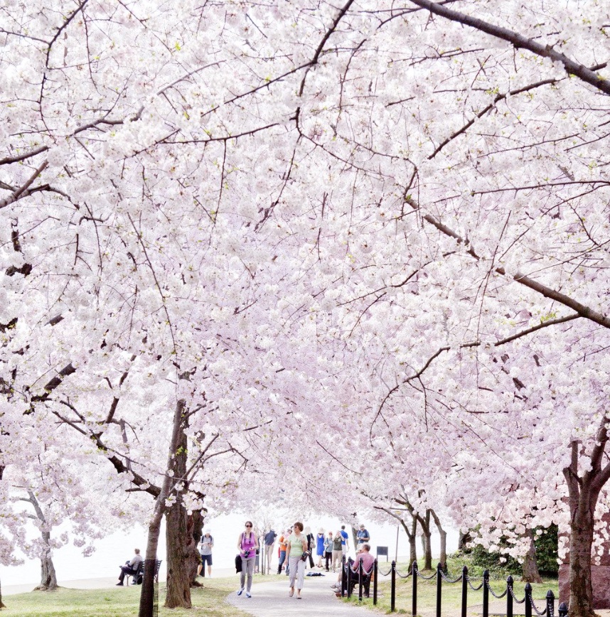 벚꽃 봄여행 사진