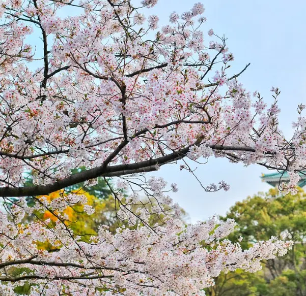 석촌호수 벚꽃 축제